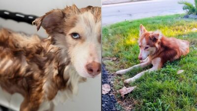 Dog Waits for Owner Who Passed Away