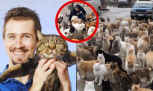 A Man’s Heartwarming Journey of Rescuing 368 Cats