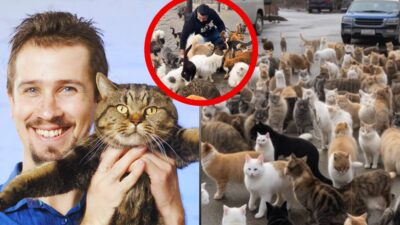 A Man’s Heartwarming Journey of Rescuing 368 Cats