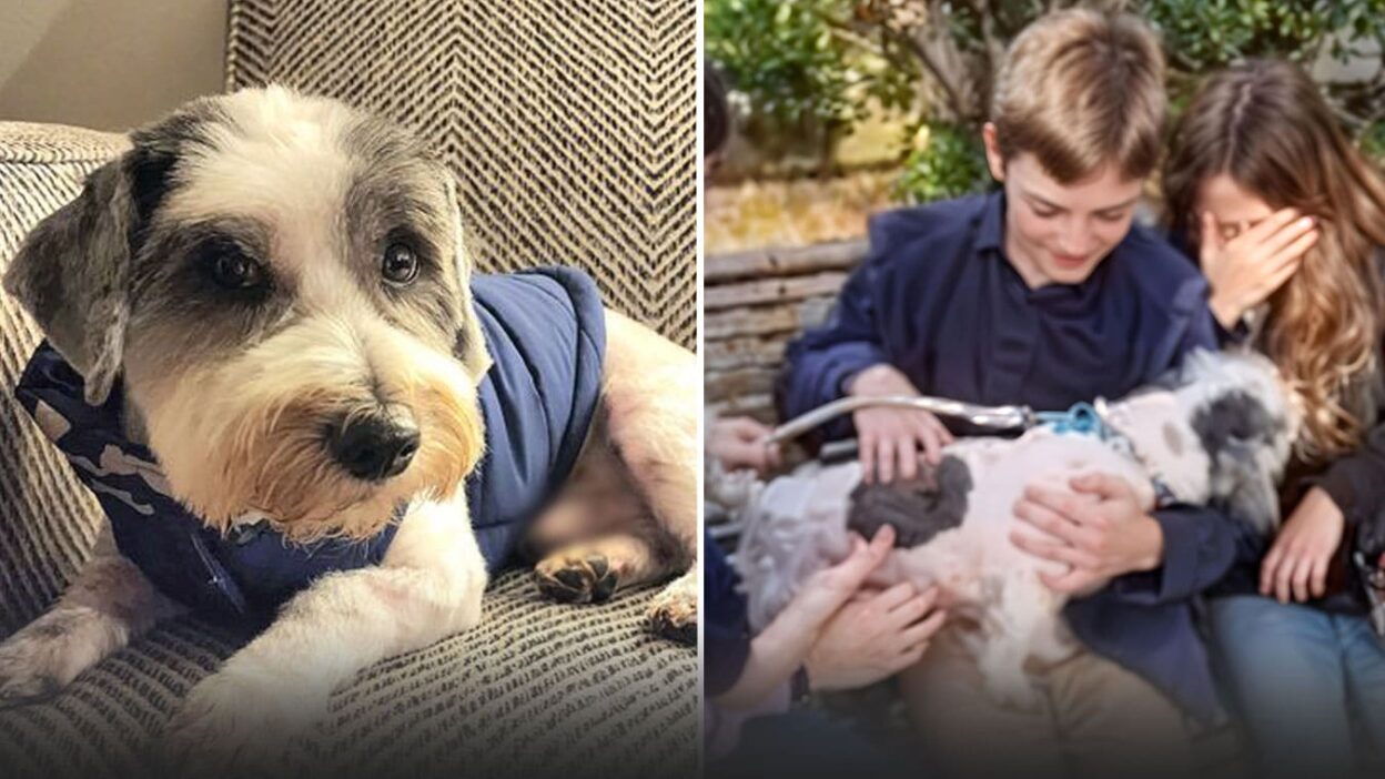 Dog Left to Die Makes Unbelievable Transformation