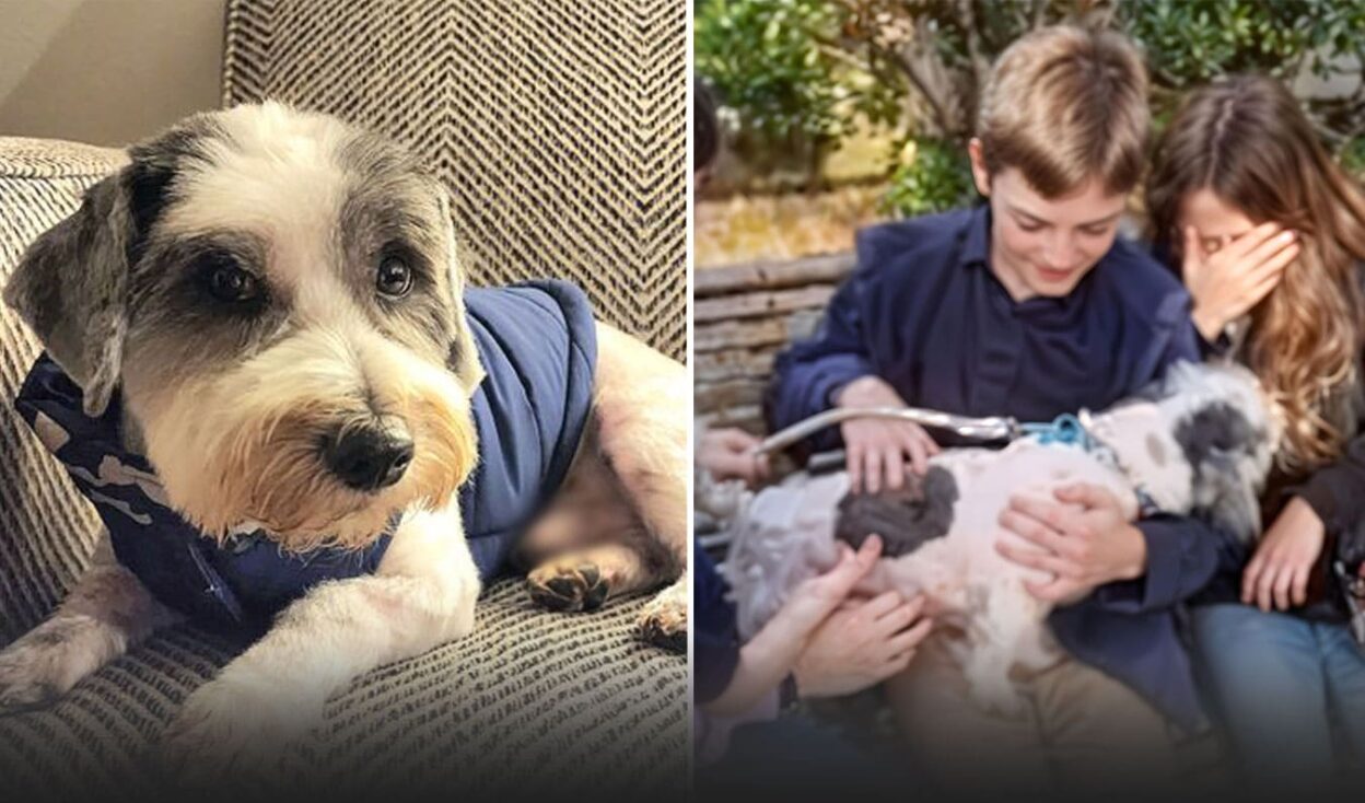 Lost Puppy Reunited with Owners in Heartwarming Moment