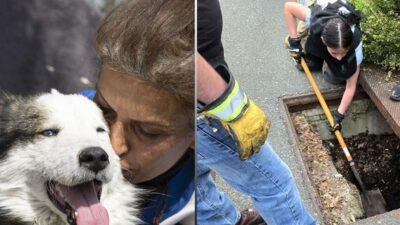 Locals Rescue Dog Stuck in Drain After 25 Days