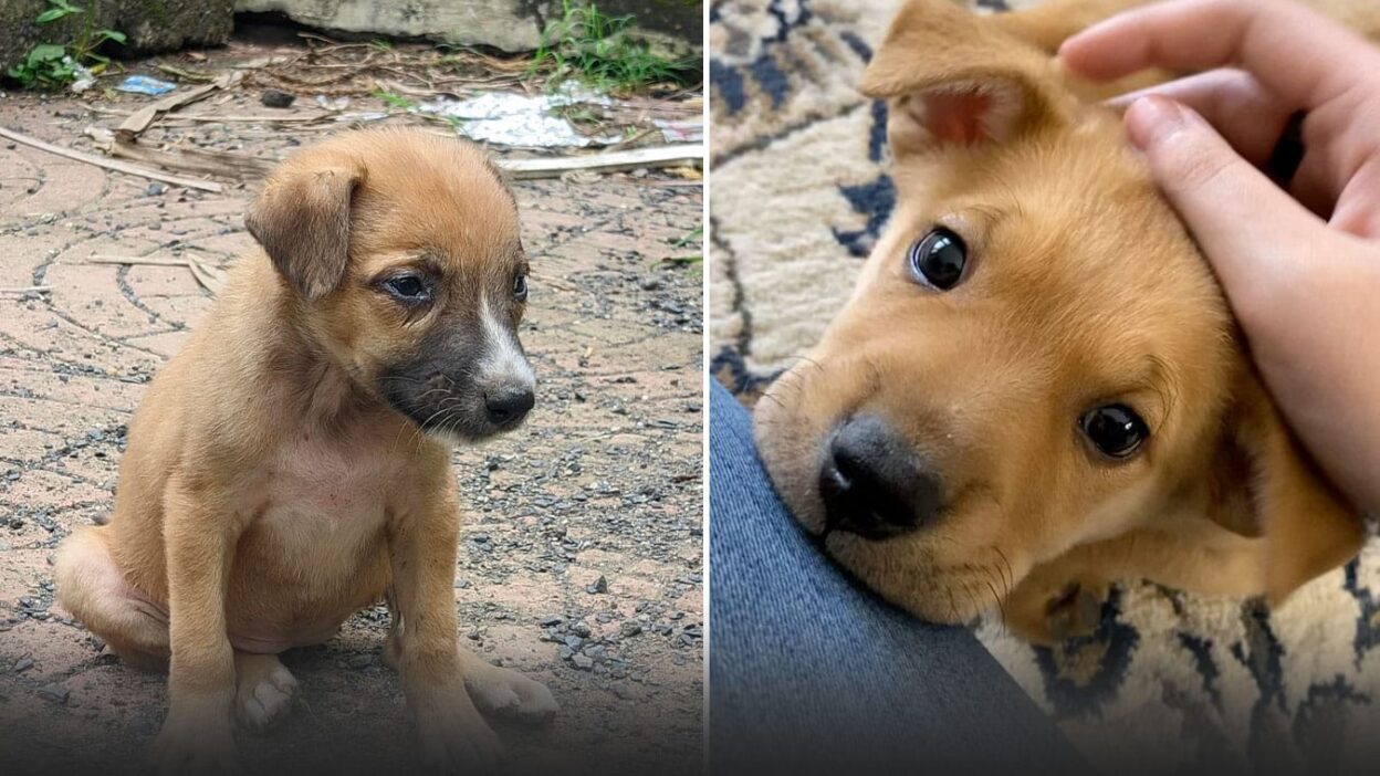 Dog Left to Die Makes Unbelievable Transformation