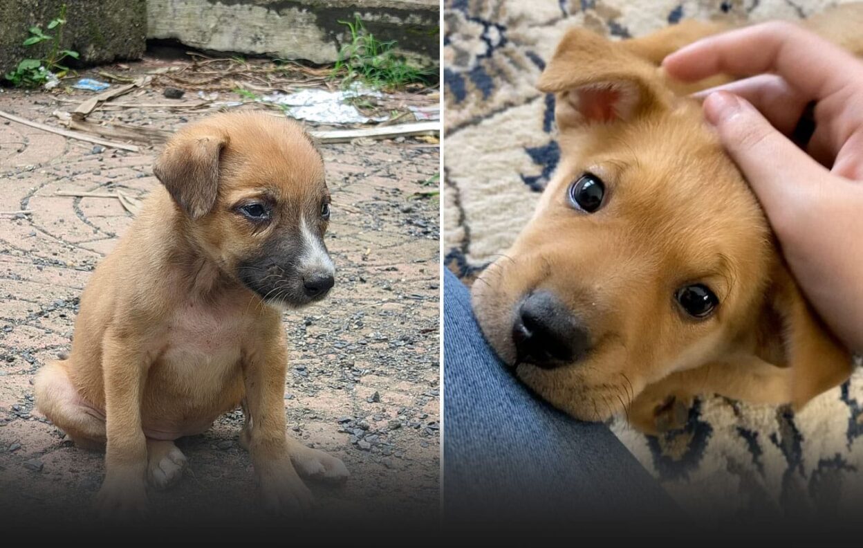 Man Adopts Stray Puppy and Finds Forever Friend