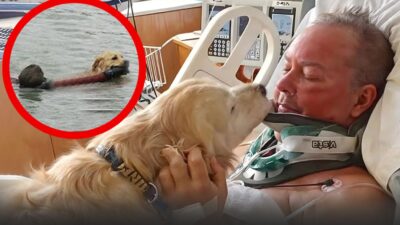 Dog Rescues Drowning Man After Boat Accident