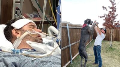 World’s Largest Dog Sends Man to ICU