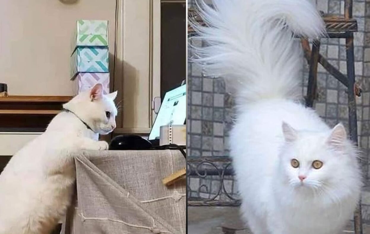 Why Do Persian White Cats Live Shorter Lives Than Other Breeds