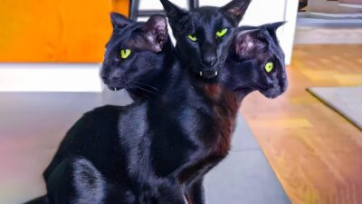 10 Weird Looking Cats That Will Creep You Out