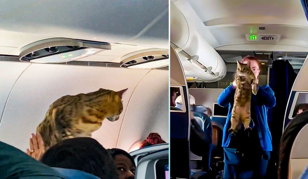 Cat Loose in Plane: Chaos Unfolds Mid-Air Journey