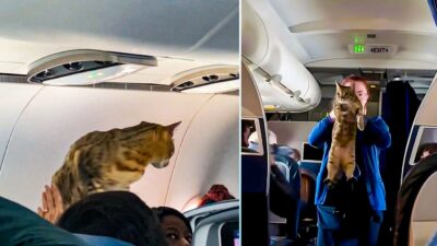 Cat Loose in Plane: Chaos Unfolds Mid-Air Journey