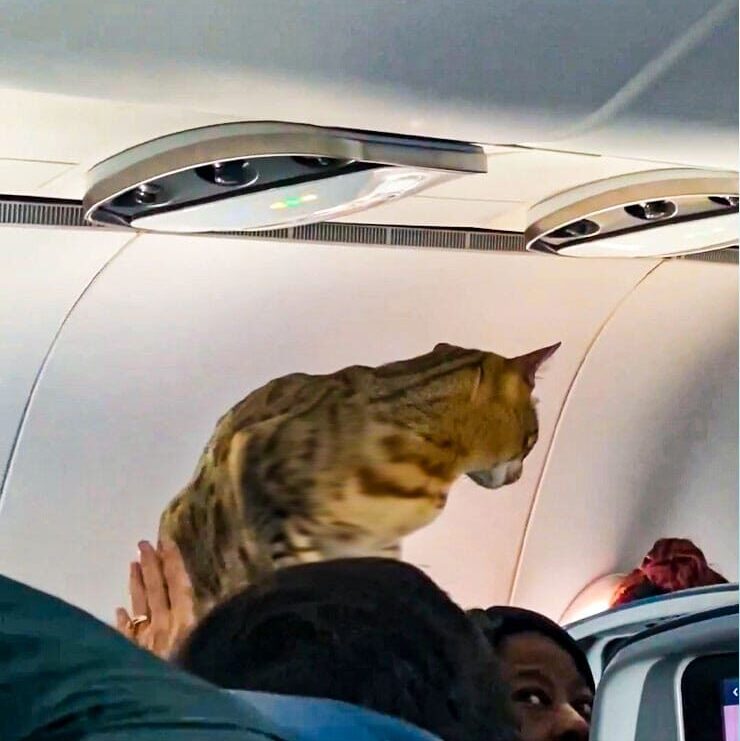 Cat Loose in Plane: Chaos Unfolds Mid-Air Journey