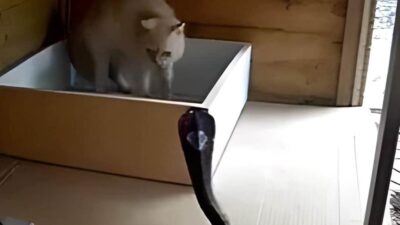 Cat vs Snake: A Fierce Battle for Survival