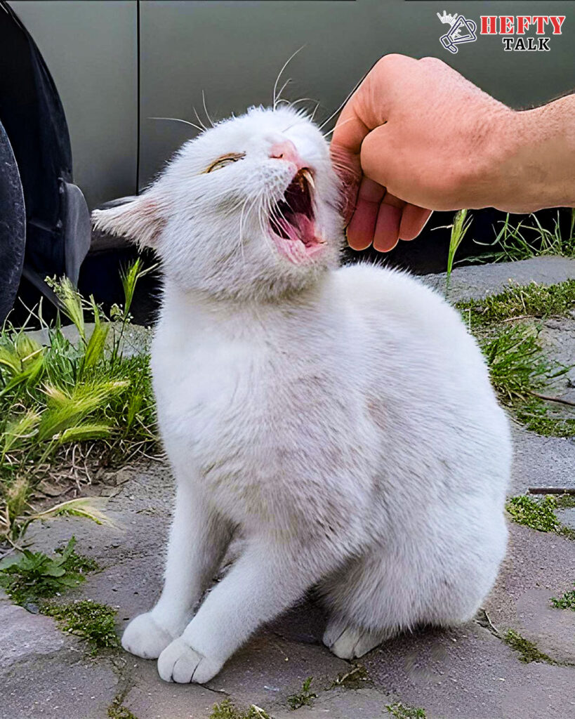 Persian white cats