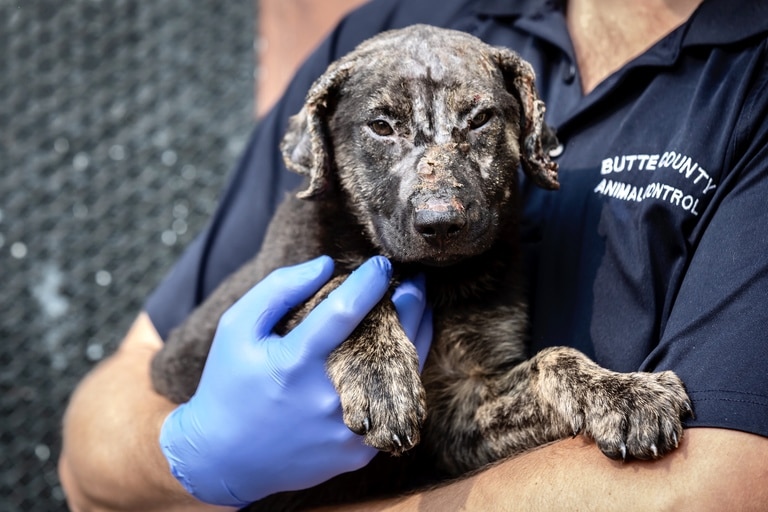 Foster Homes Needed for Pets After L.A. Fire