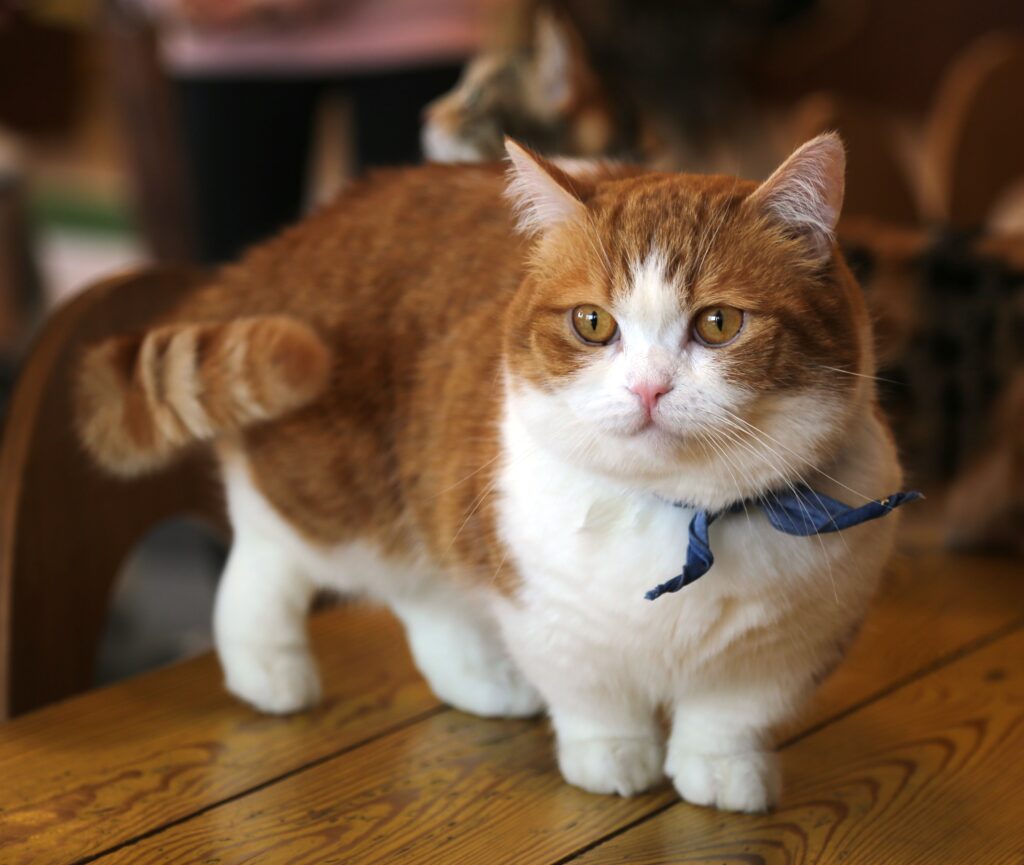 Munchkin cat 2 cropped