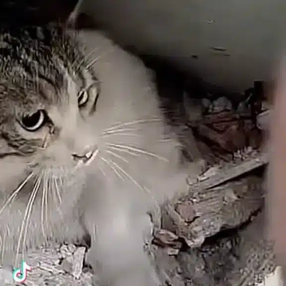 Heartwarming Reunion of Missing Cat After Roof Collapse