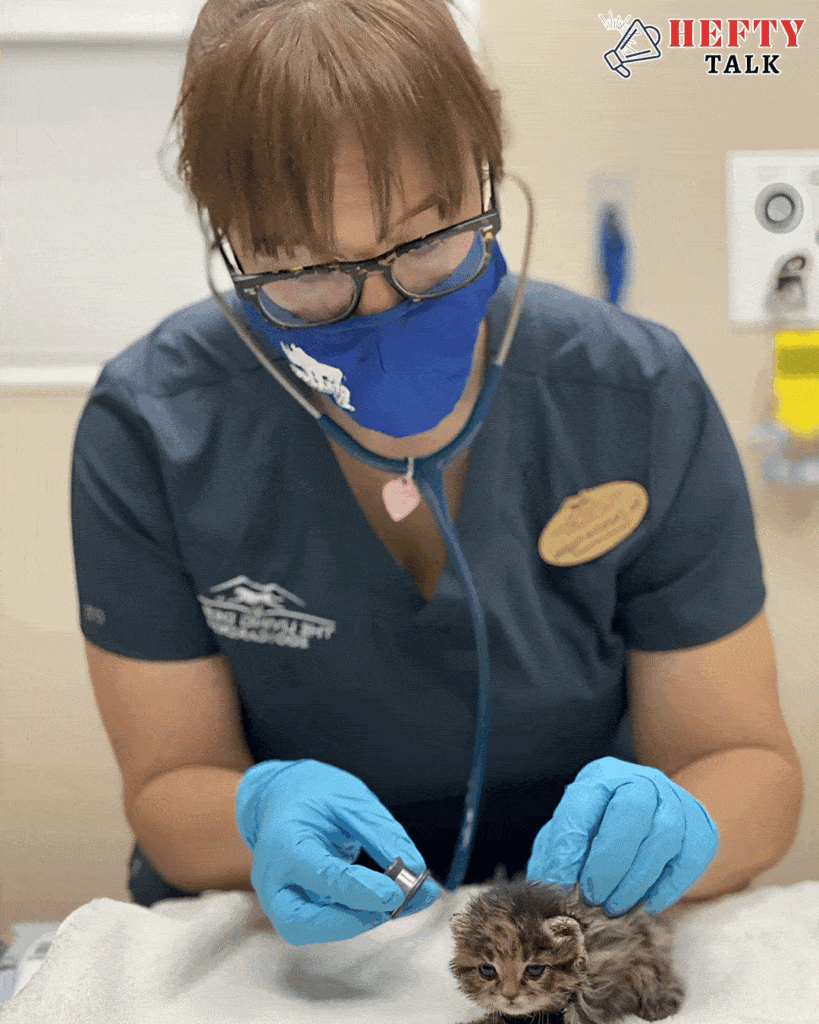 Meet Mufasa, Who We Believe Could Be a Black-Footed Cat