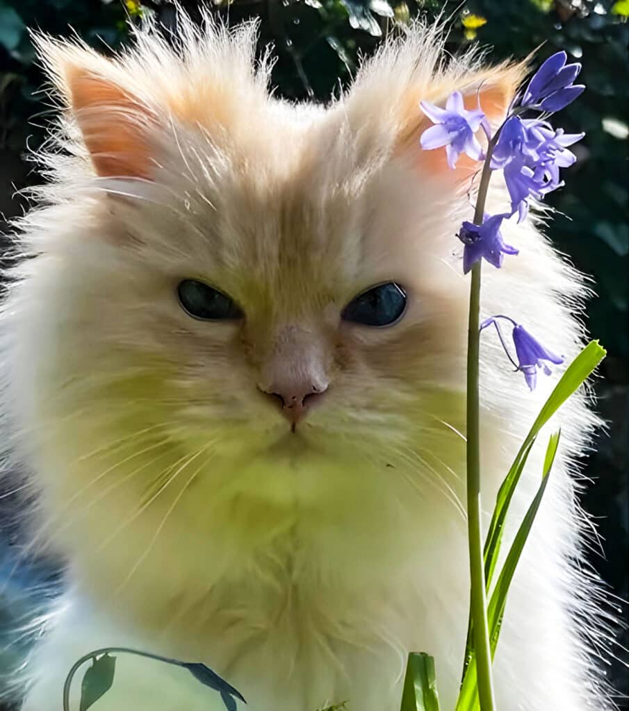 Persian white cats