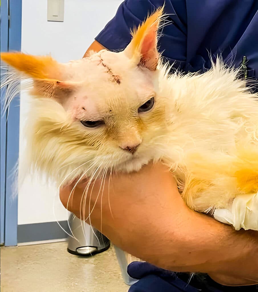 Cat Attacked by Coyote