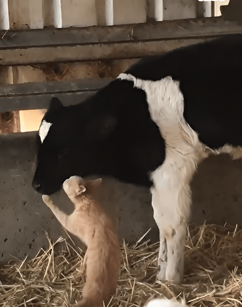 Whiskers and Bessie: Unlikely Animal Friendship