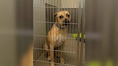 Loyal Pup Waited at Shelter, Unaware His Family Had Abandoned Him