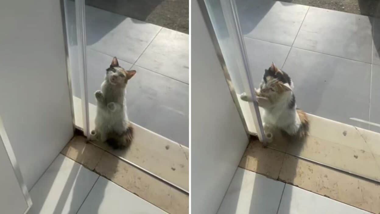 Storekeeper Steps In to Save Cat Desperately Fleeing the Scorching Heat