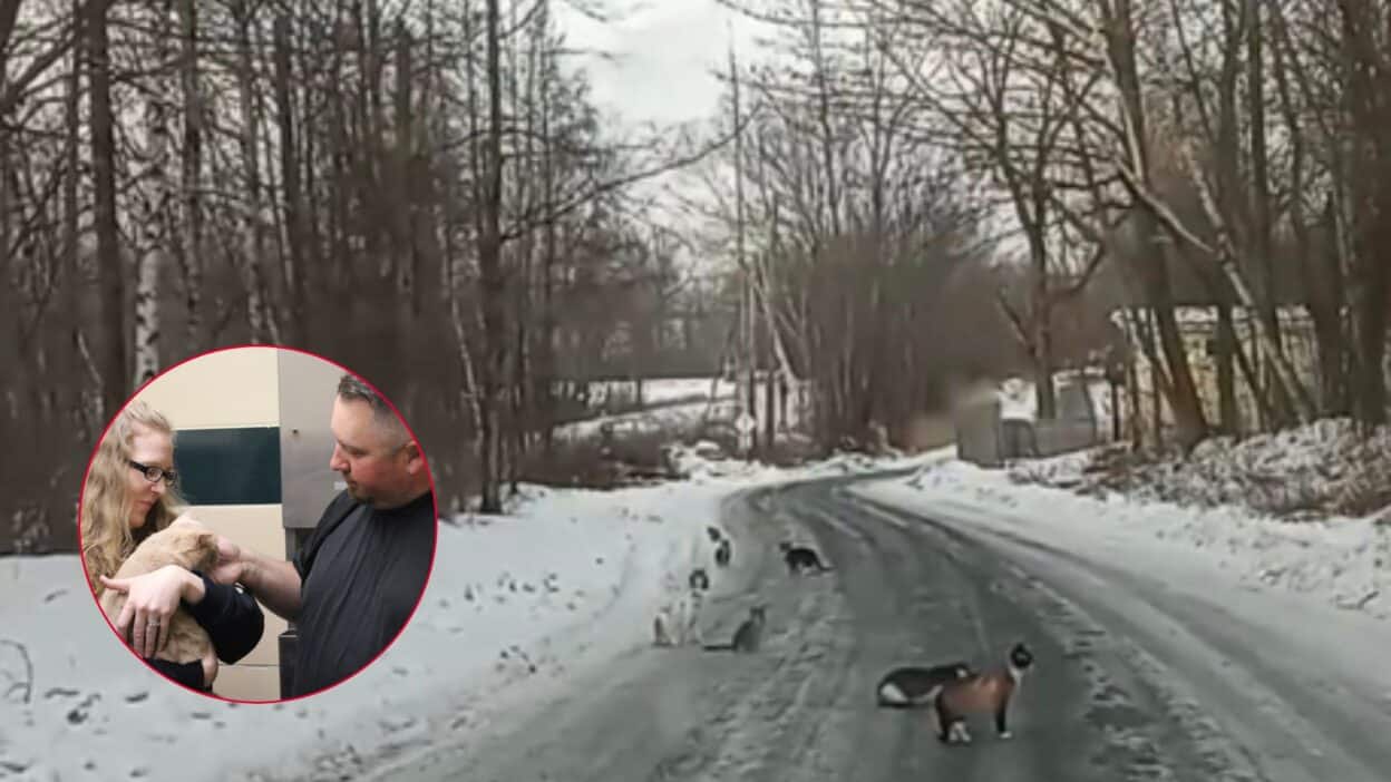 Pittsfield Dad Stumbles Upon Dozens Of Cats Dumped On Icy Road And Makes A Heroic Rescue