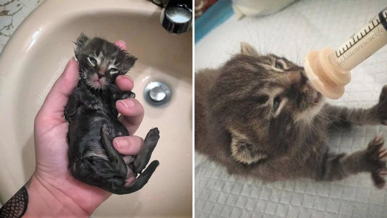 Shivering Kitten Rescued from California Streets Finds Love and a Forever Home