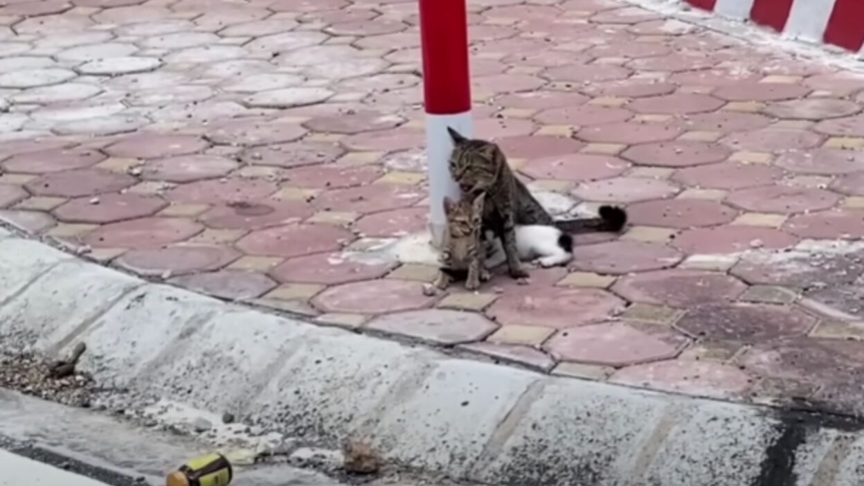 Chained in the Heat: A Mama Cat's Desperate Struggle With Her Kittens