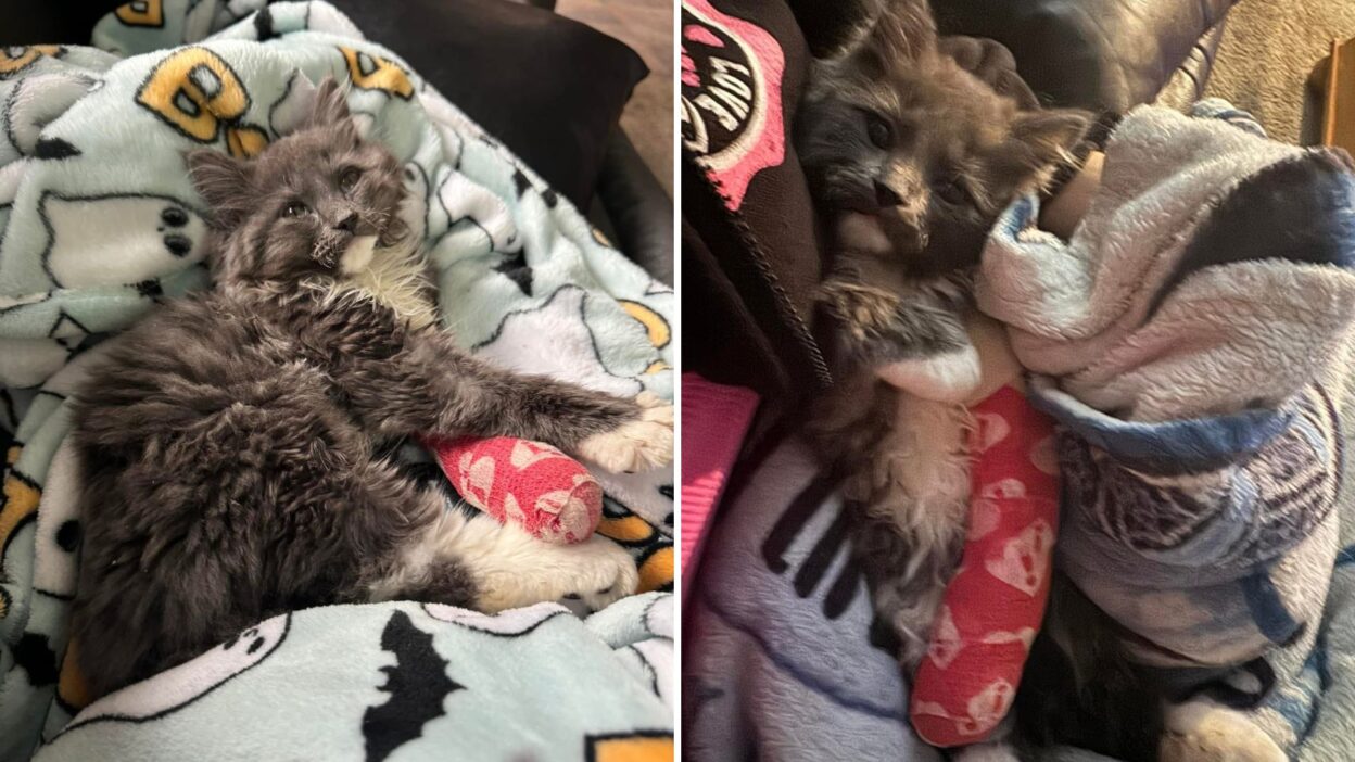 Wobbly Kitten Finds Forever Home After Surviving Brutal Abuse