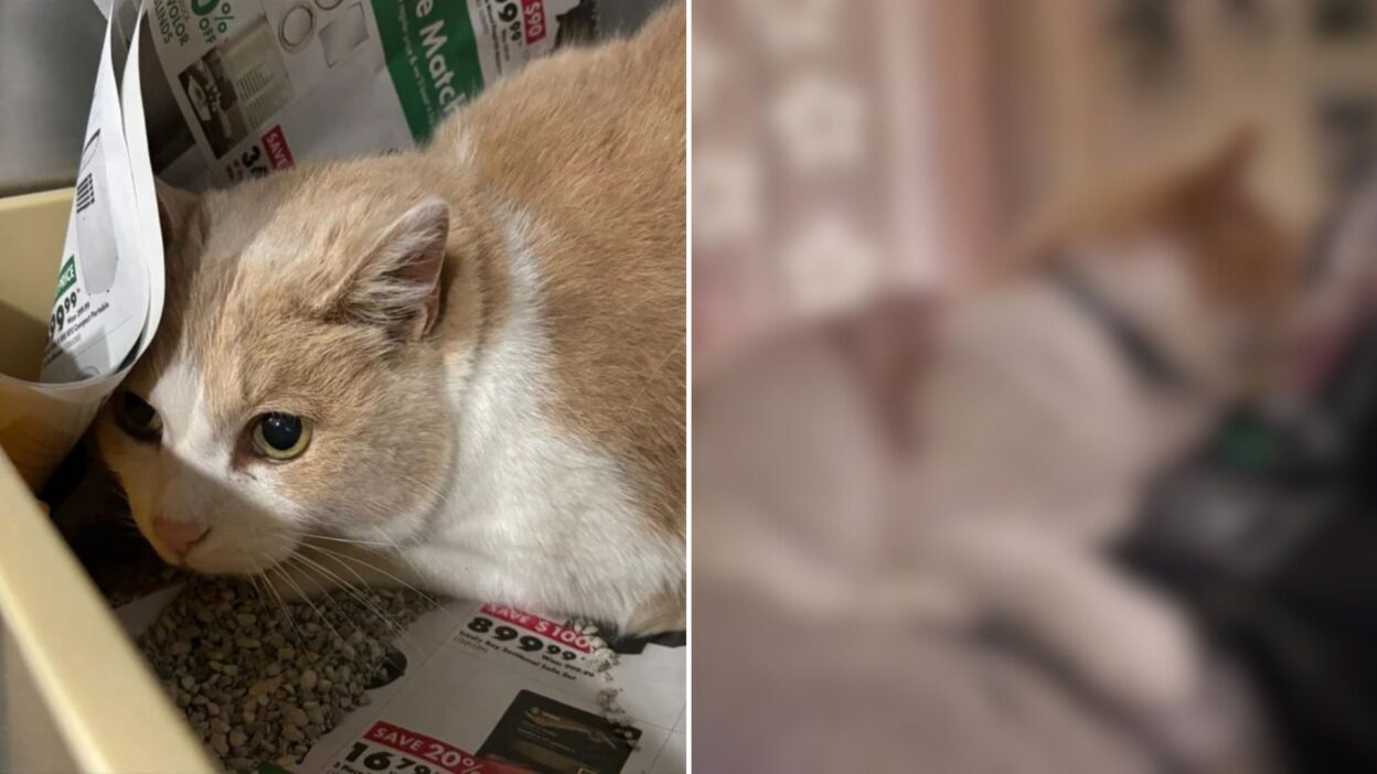 Shy Shelter Cat Pokes Her Head Out Just in Time and Finds a Forever Home
