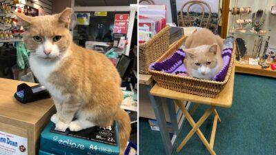 Thomas the Meow-yor: How One Cat Won a Town's Heart