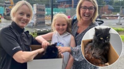 Officer Rescues Injured Cat and Discovers a Heartwarming Surprise
