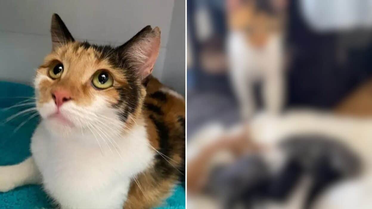 A Stray Cat Finds Safety and Delivers a Surprise