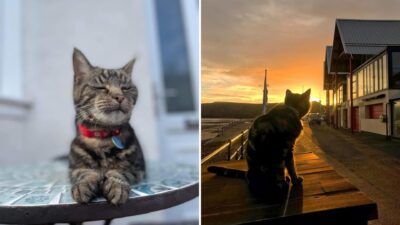 Meet Hendrix, A Cat Legend With Nine Lives Worth Of Adventures
