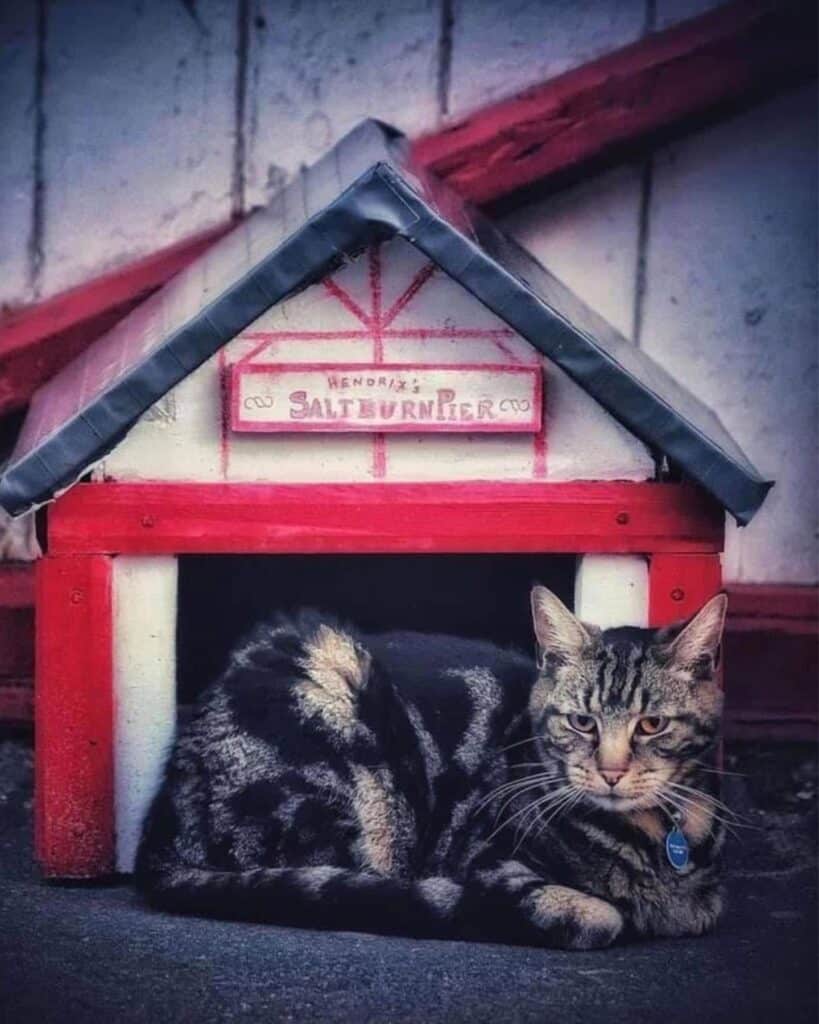 The cat is lying in front of its house