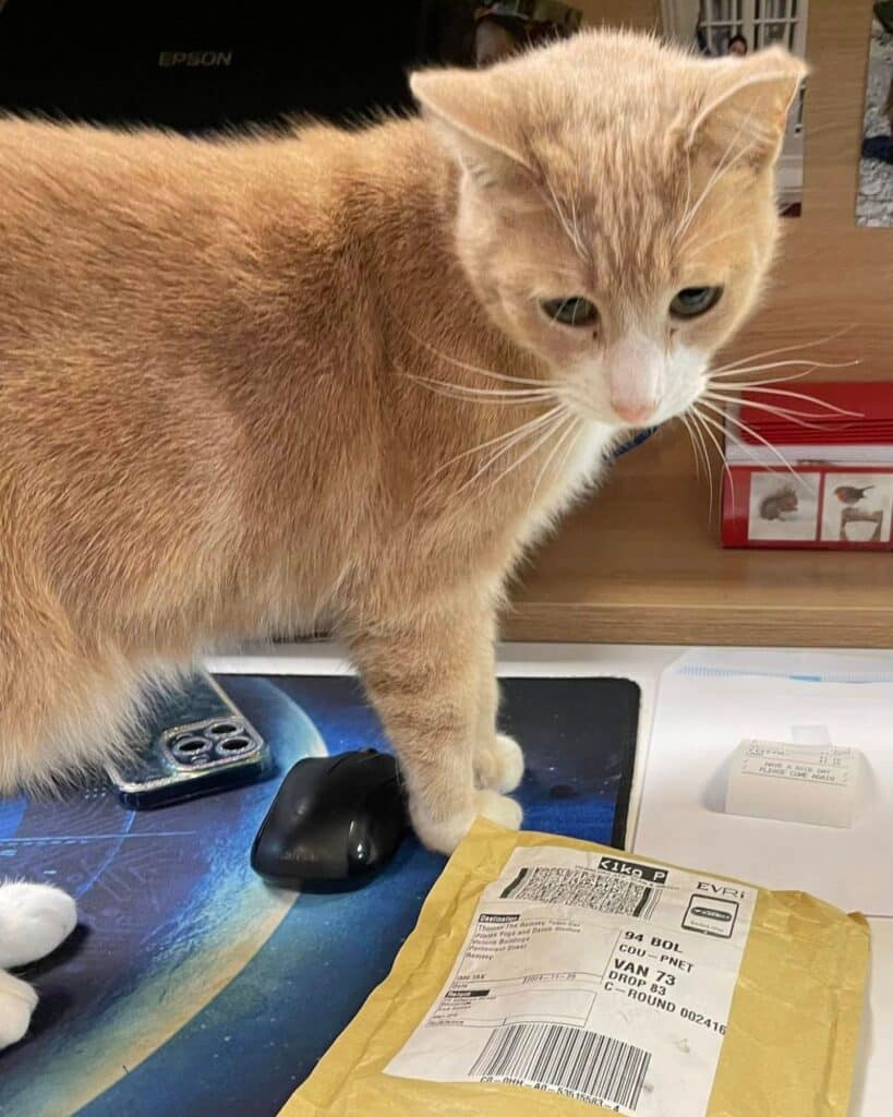 cat on a table 1