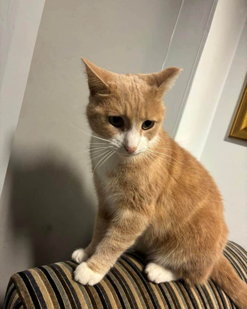 cat sitting indoors 1