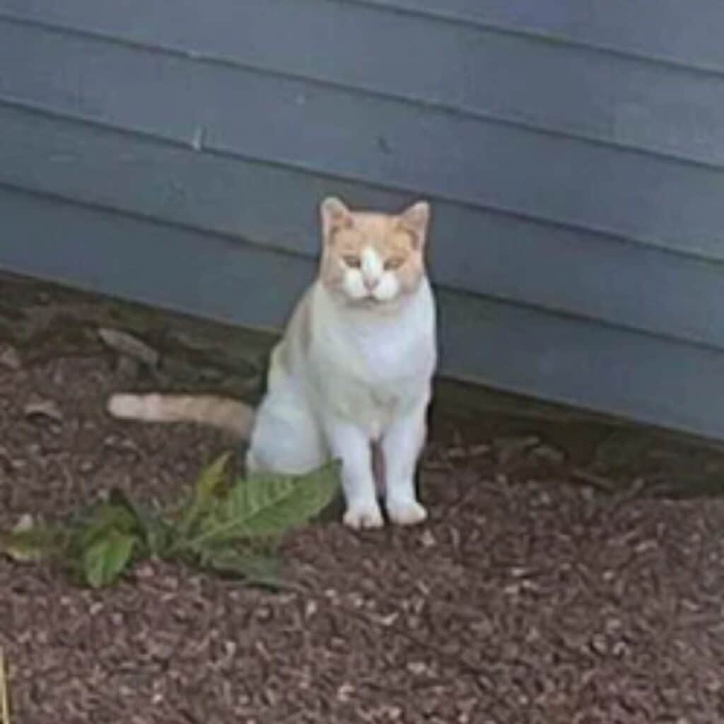 cat sitting on gravel