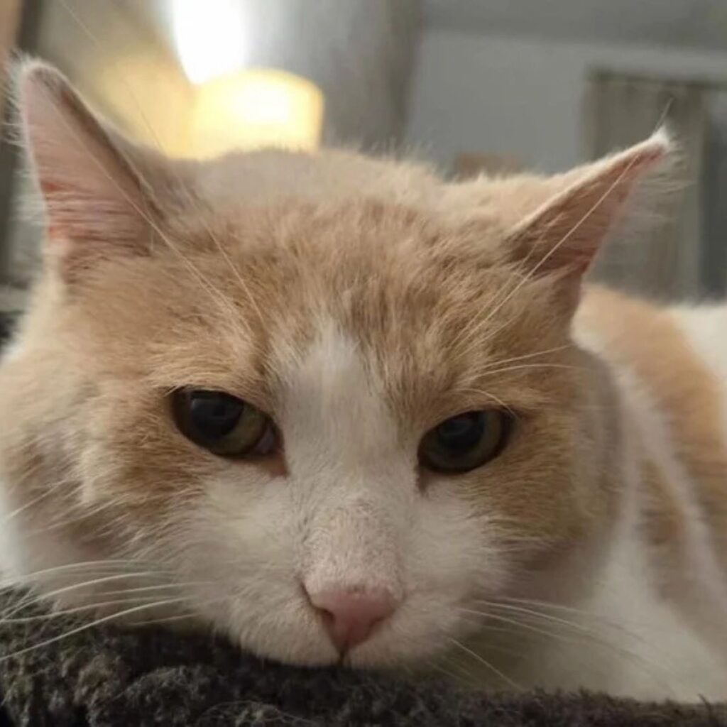 close up photo of a cat 1