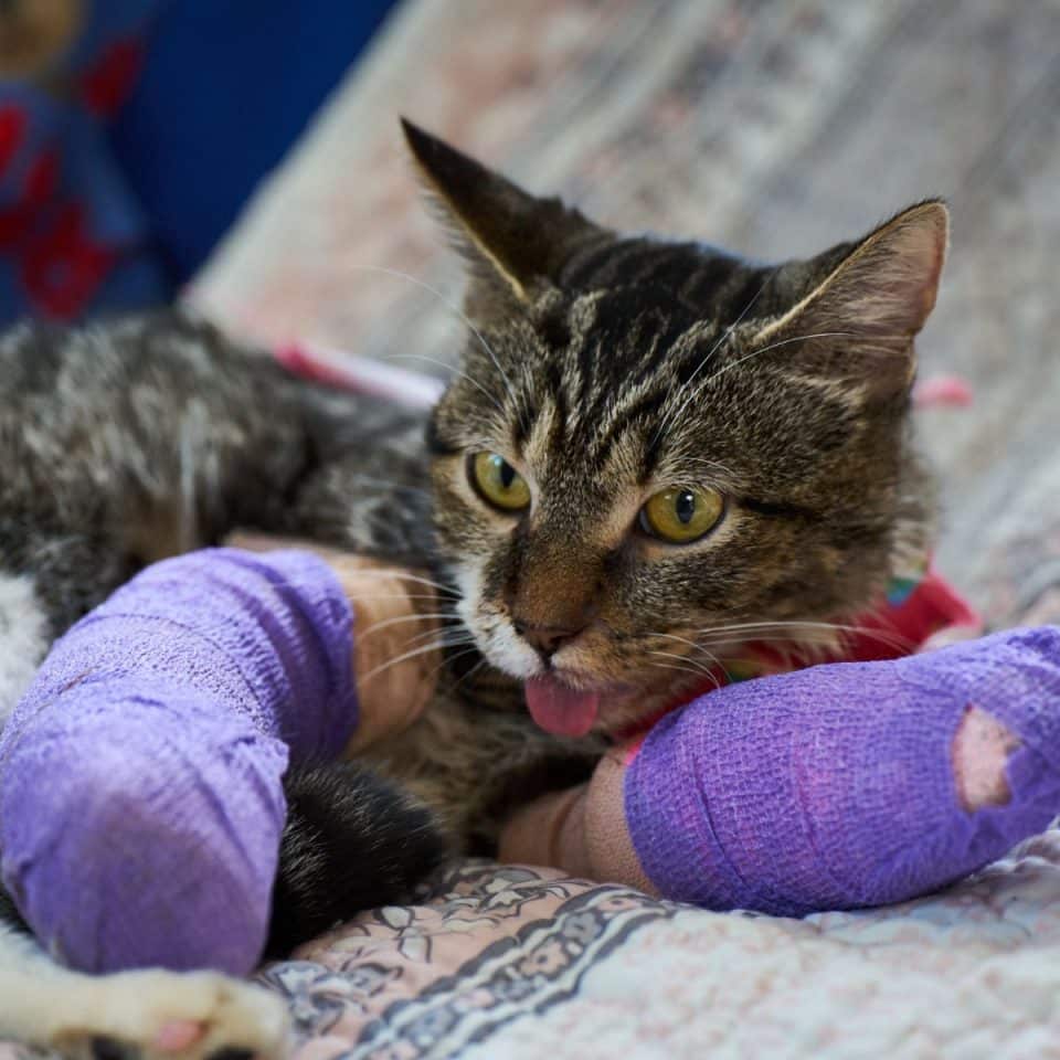 domestic cat with broken legs 960x960