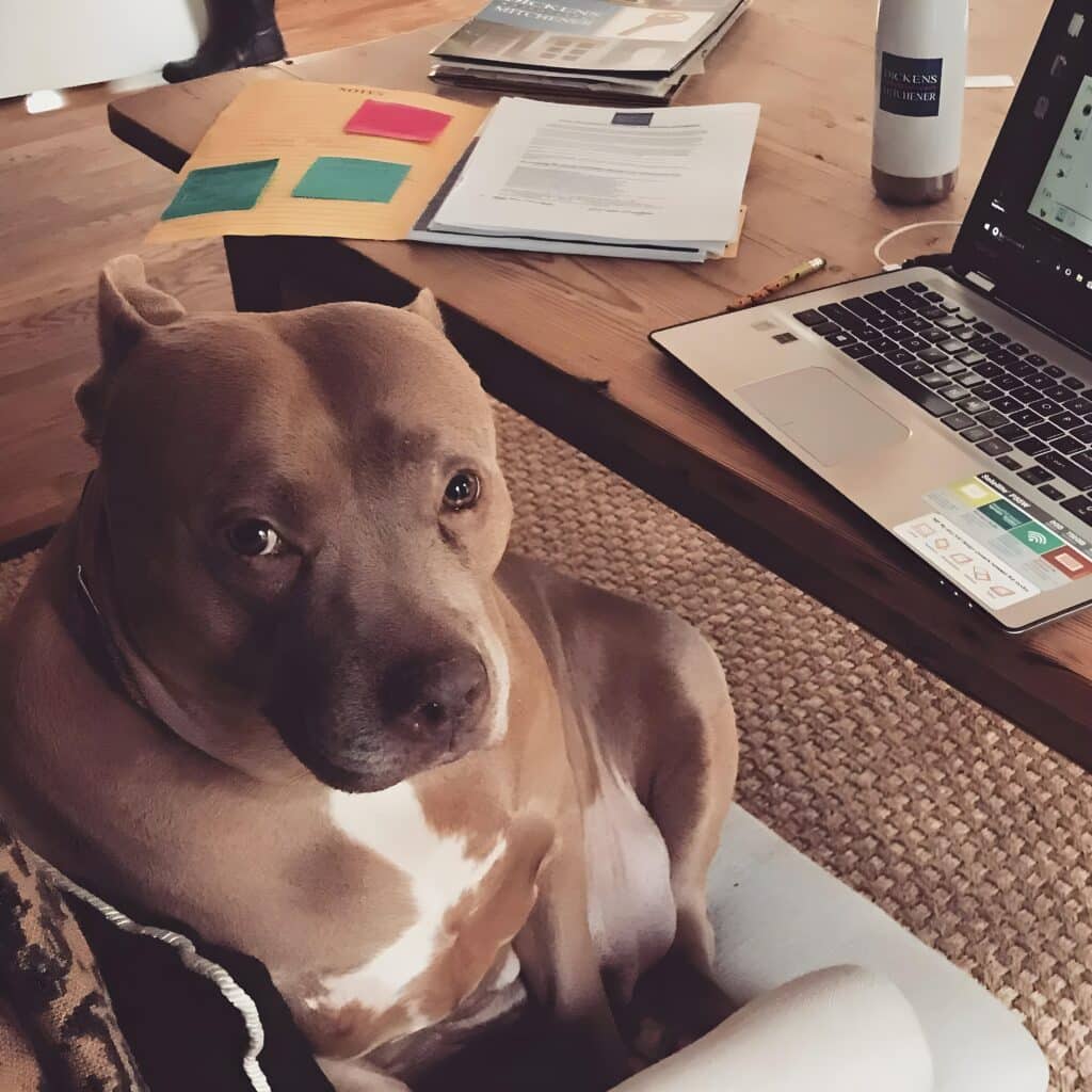 Pitbull Mom Can't Stop Crying: Separated From Her Puppies