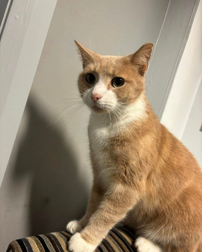 ginger cat 1