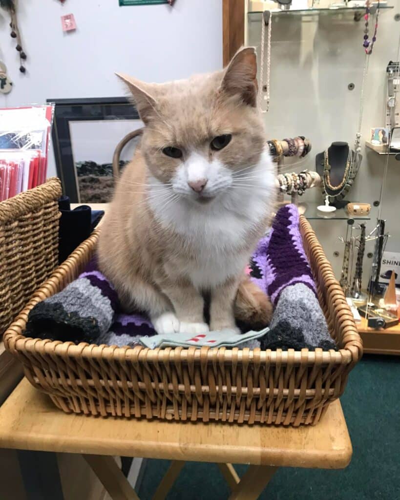 photo of cat in a basket