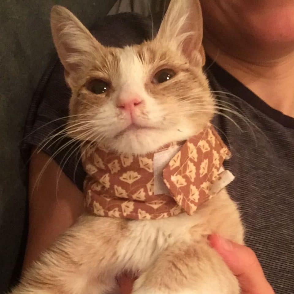 photo of kitten with a covered neck 960x960