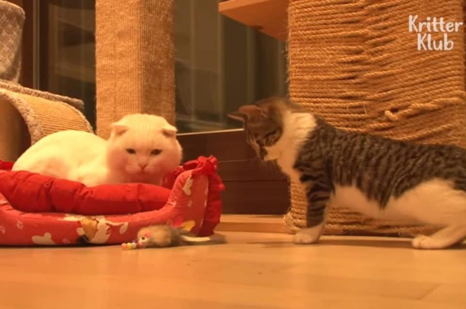 two cats indoors 960x636