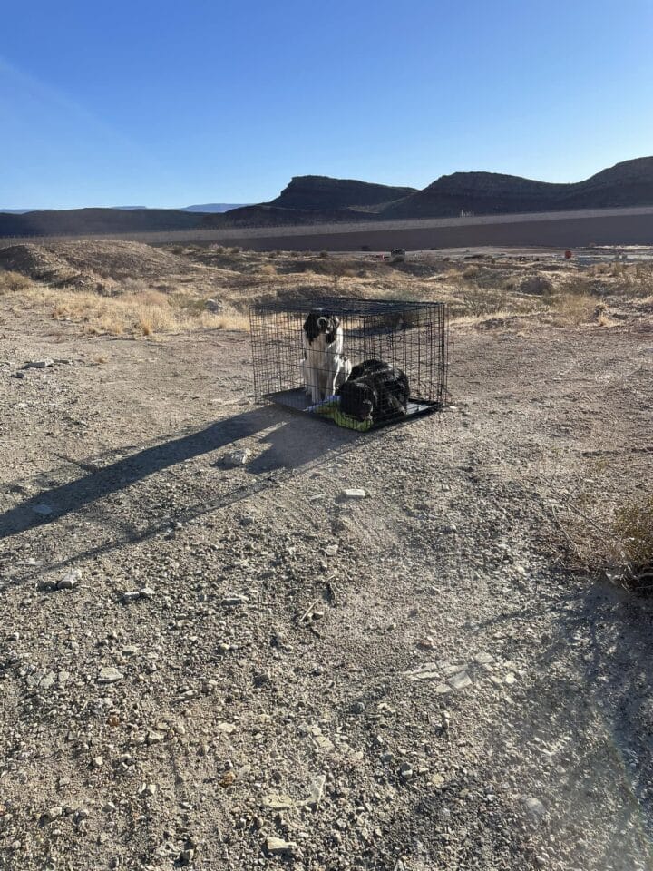 two locked dogs 720x960