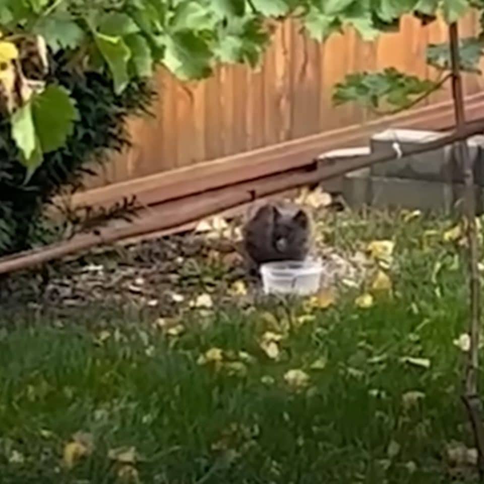 A cat drinks water from a bowl in the yard 960x960