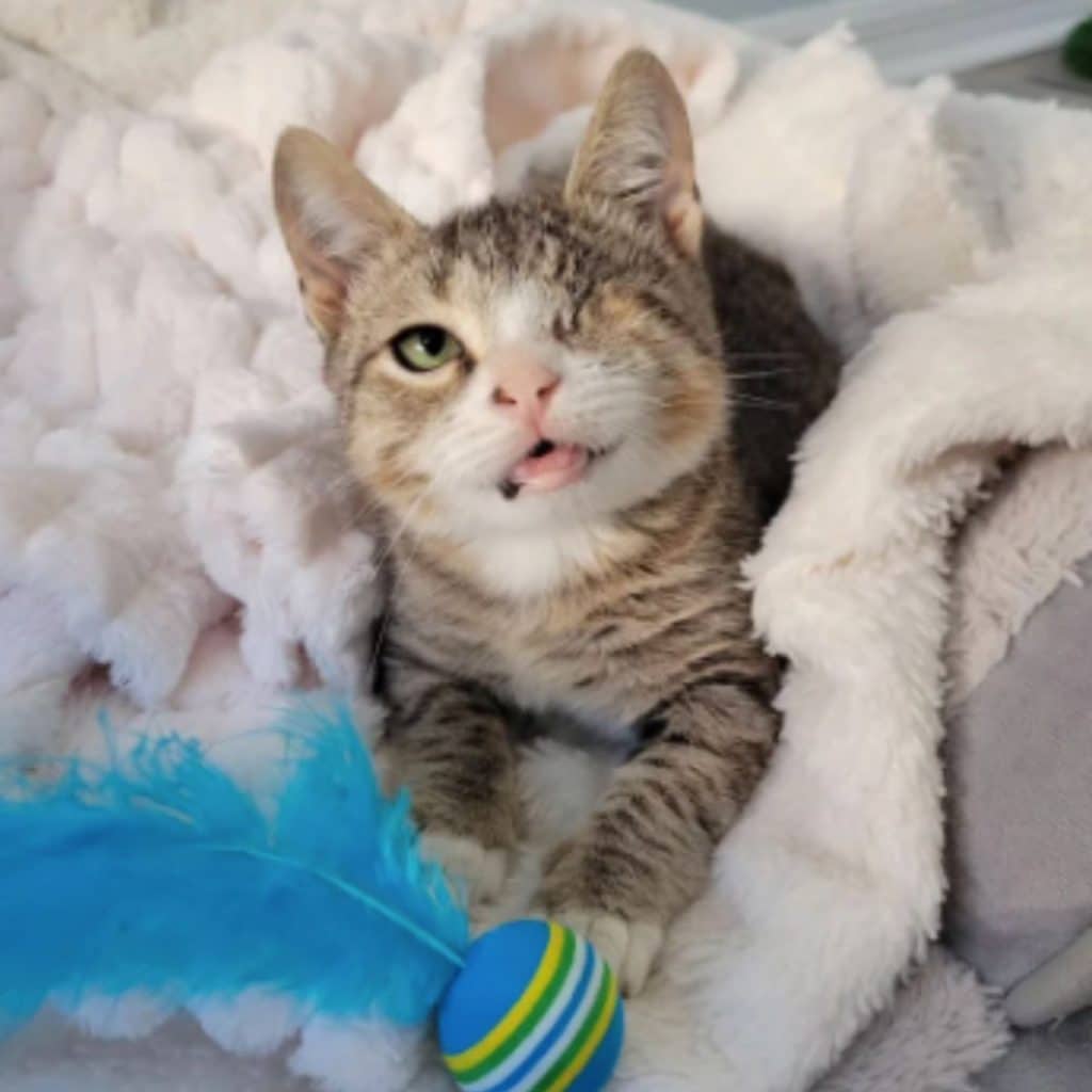 A kitten without an eye lies on a white blanket 1024x1024