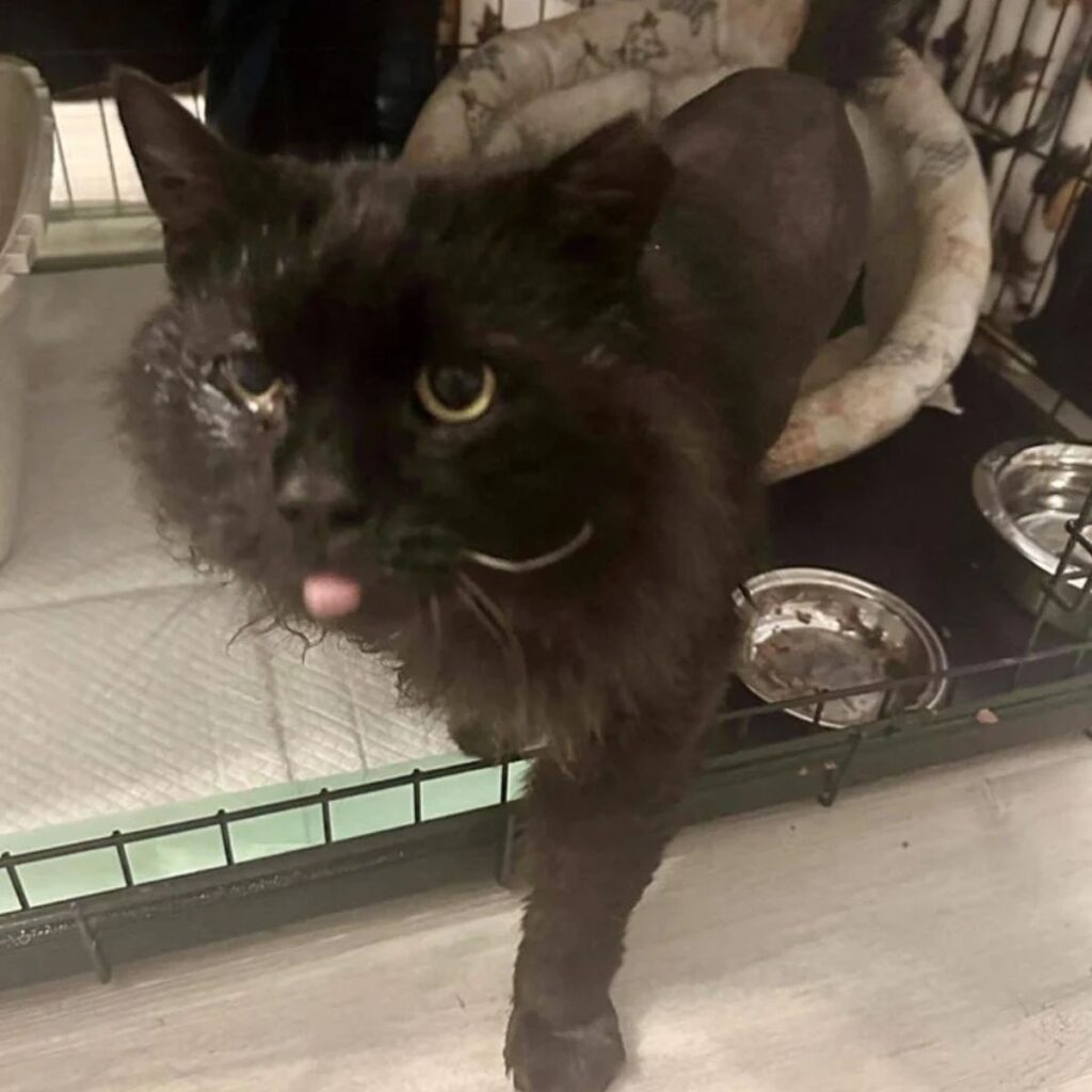 A neglected black cat comes out of its cage